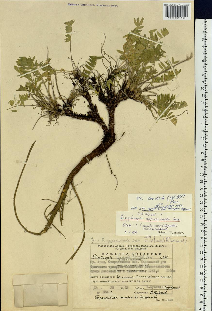 Oxytropis sordida (Willd.) Pers., Eastern Europe, Eastern region (E10) (Russia)