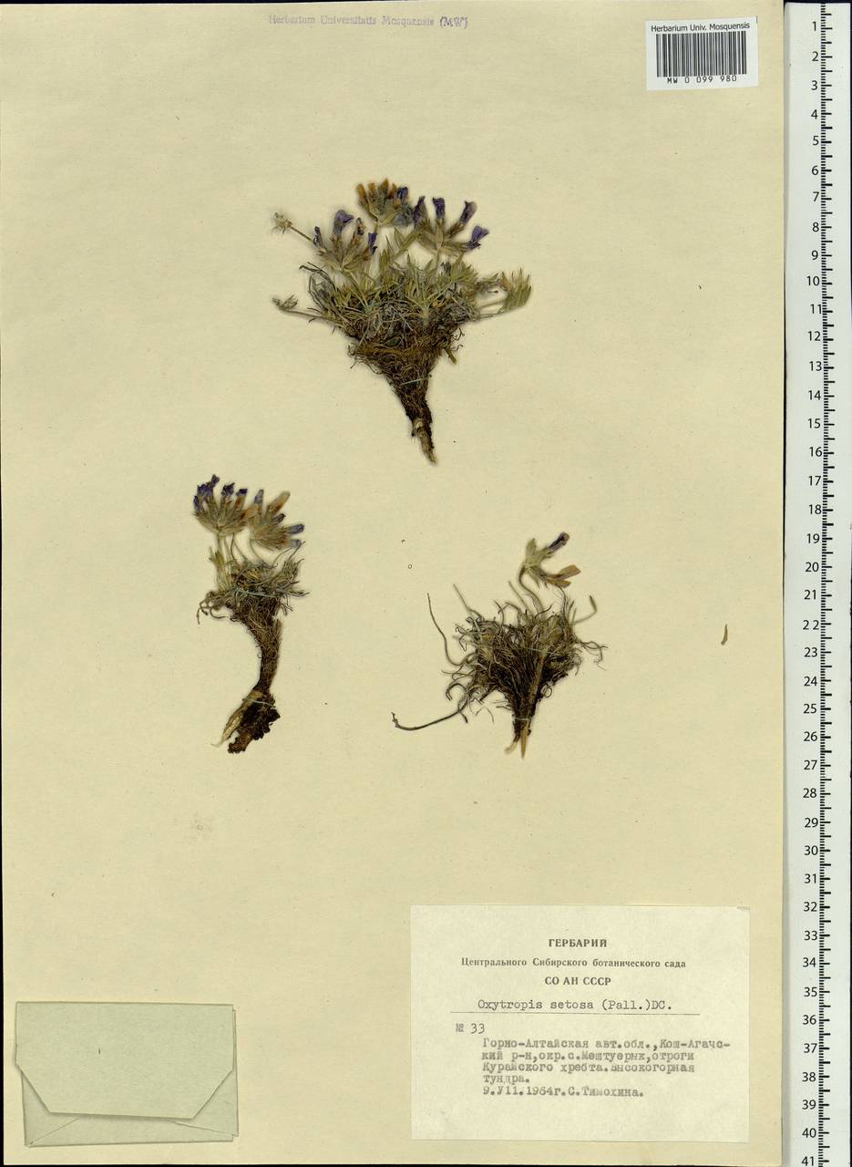 Oxytropis setosa (Pall.) DC., Siberia, Altai & Sayany Mountains (S2) (Russia)