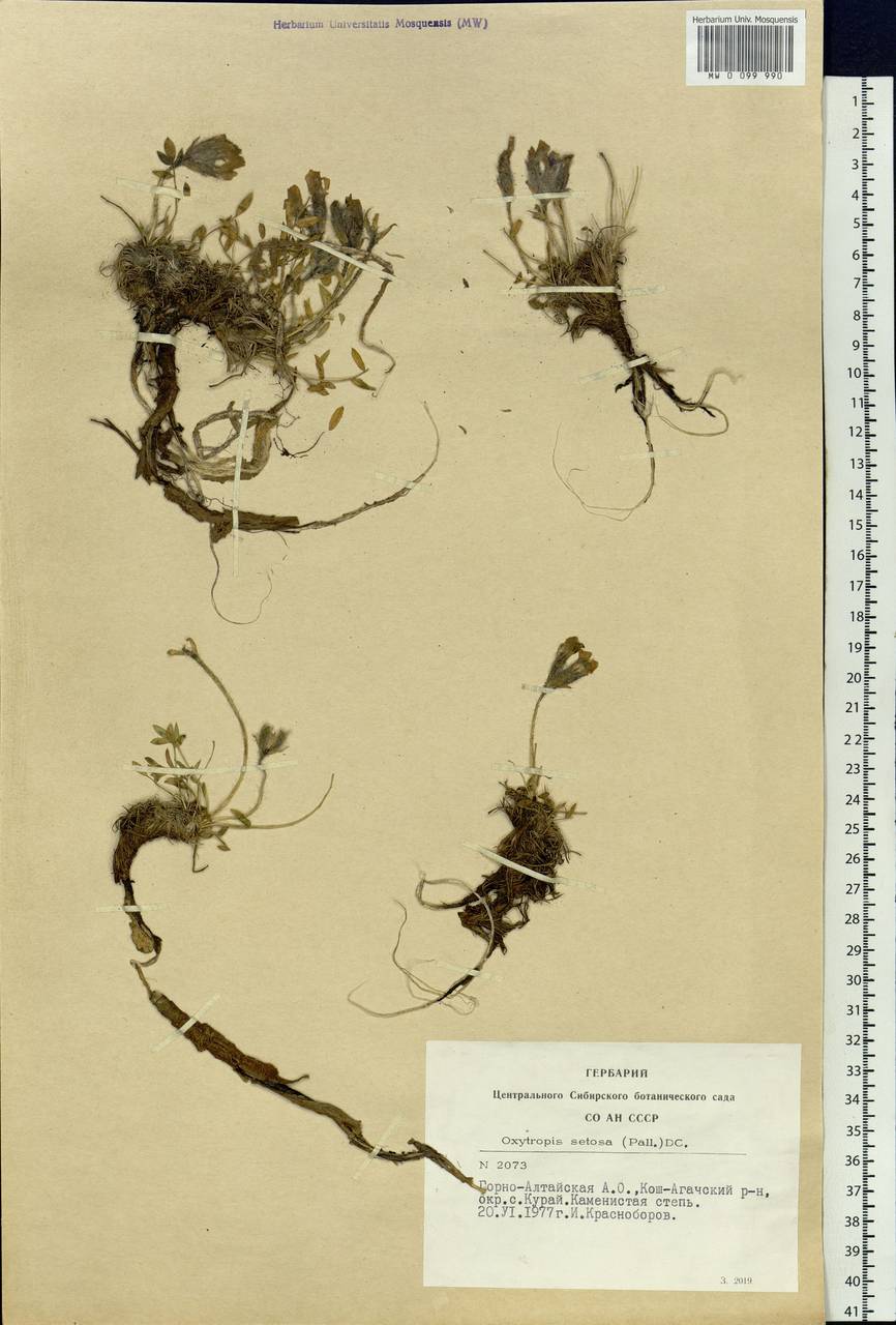 Oxytropis setosa (Pall.) DC., Siberia, Altai & Sayany Mountains (S2) (Russia)