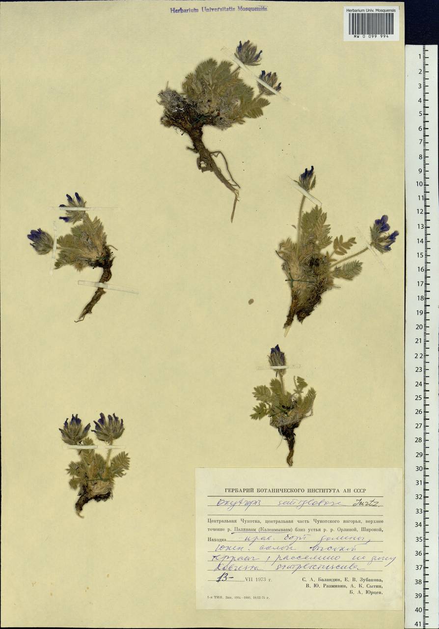 Oxytropis ajanensis subsp. semiglobosa (Jurtzev) N.S.Pavlova, Siberia, Chukotka & Kamchatka (S7) (Russia)