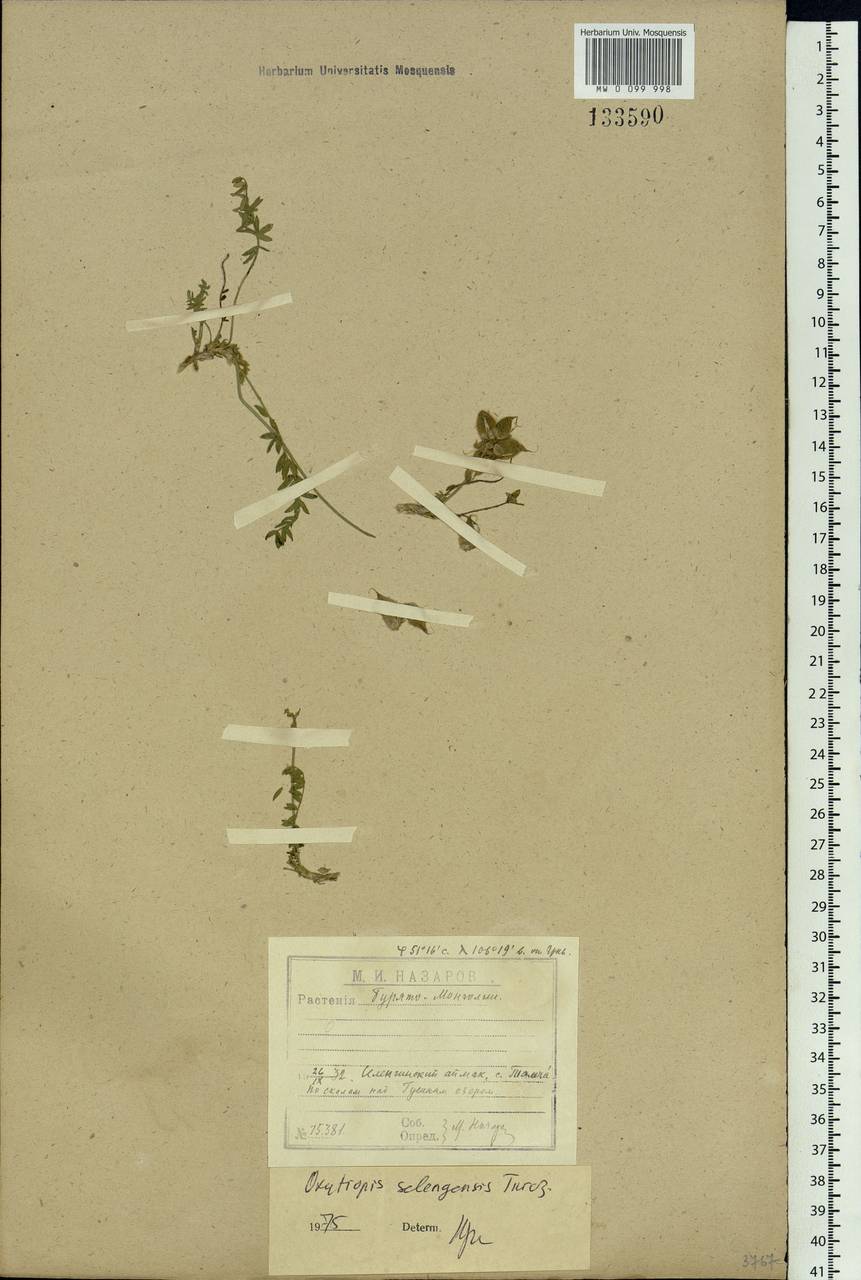 Oxytropis selengensis Bunge, Siberia, Baikal & Transbaikal region (S4) (Russia)
