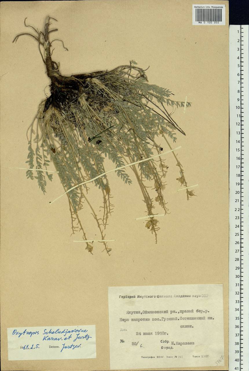Oxytropis scheludjakovae Karav. & Jurtzev, Siberia, Yakutia (S5) (Russia)