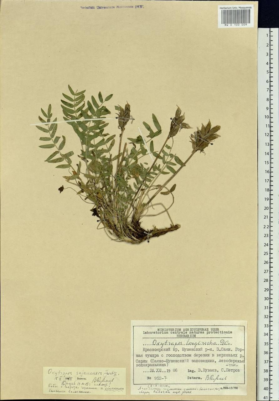 Oxytropis sajanensis Jurtzev, Siberia, Altai & Sayany Mountains (S2) (Russia)