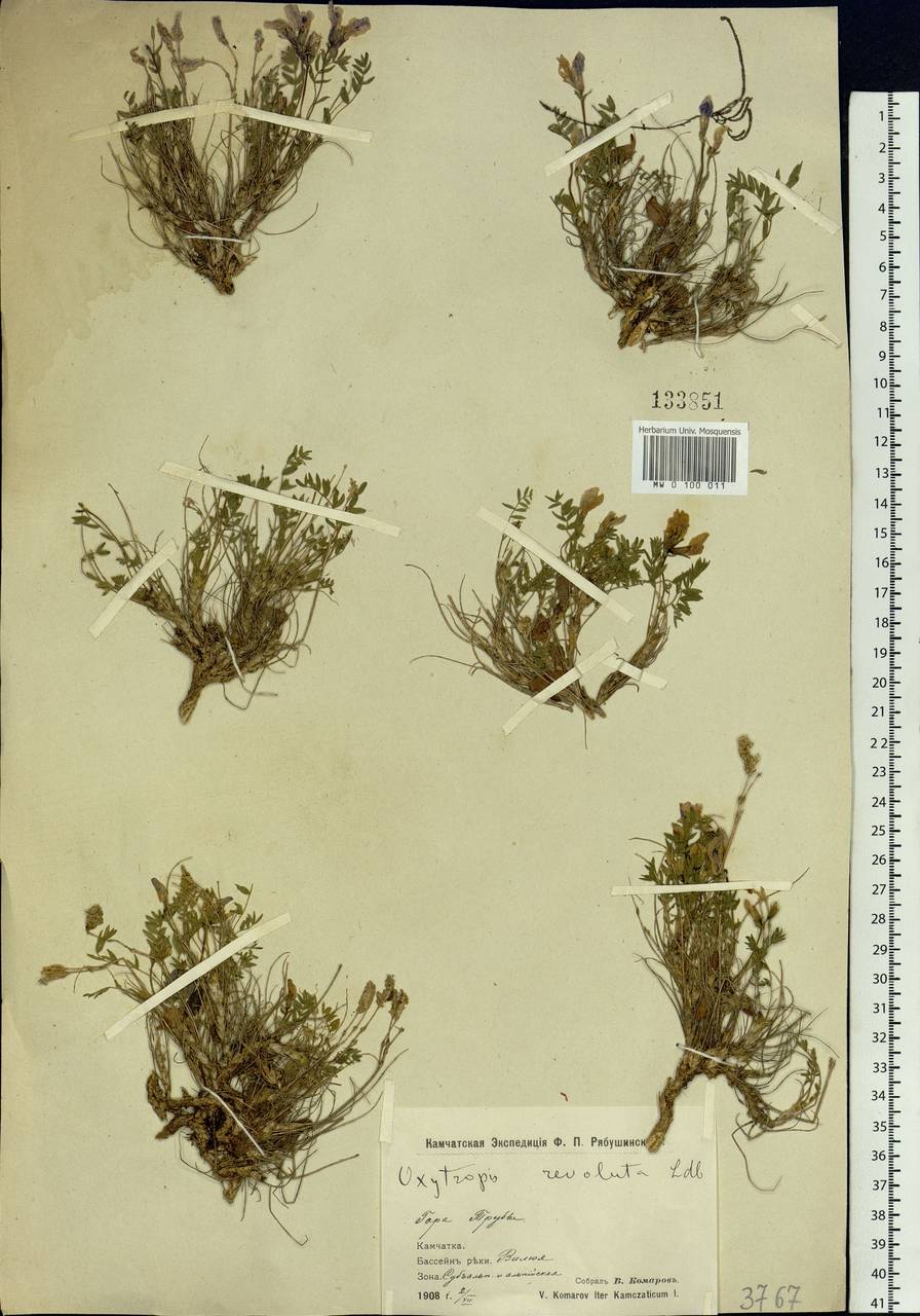 Oxytropis revoluta Ledeb., Siberia, Chukotka & Kamchatka (S7) (Russia)