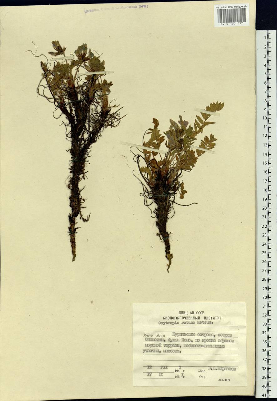 Oxytropis retusa Matsum., Siberia, Russian Far East (S6) (Russia)