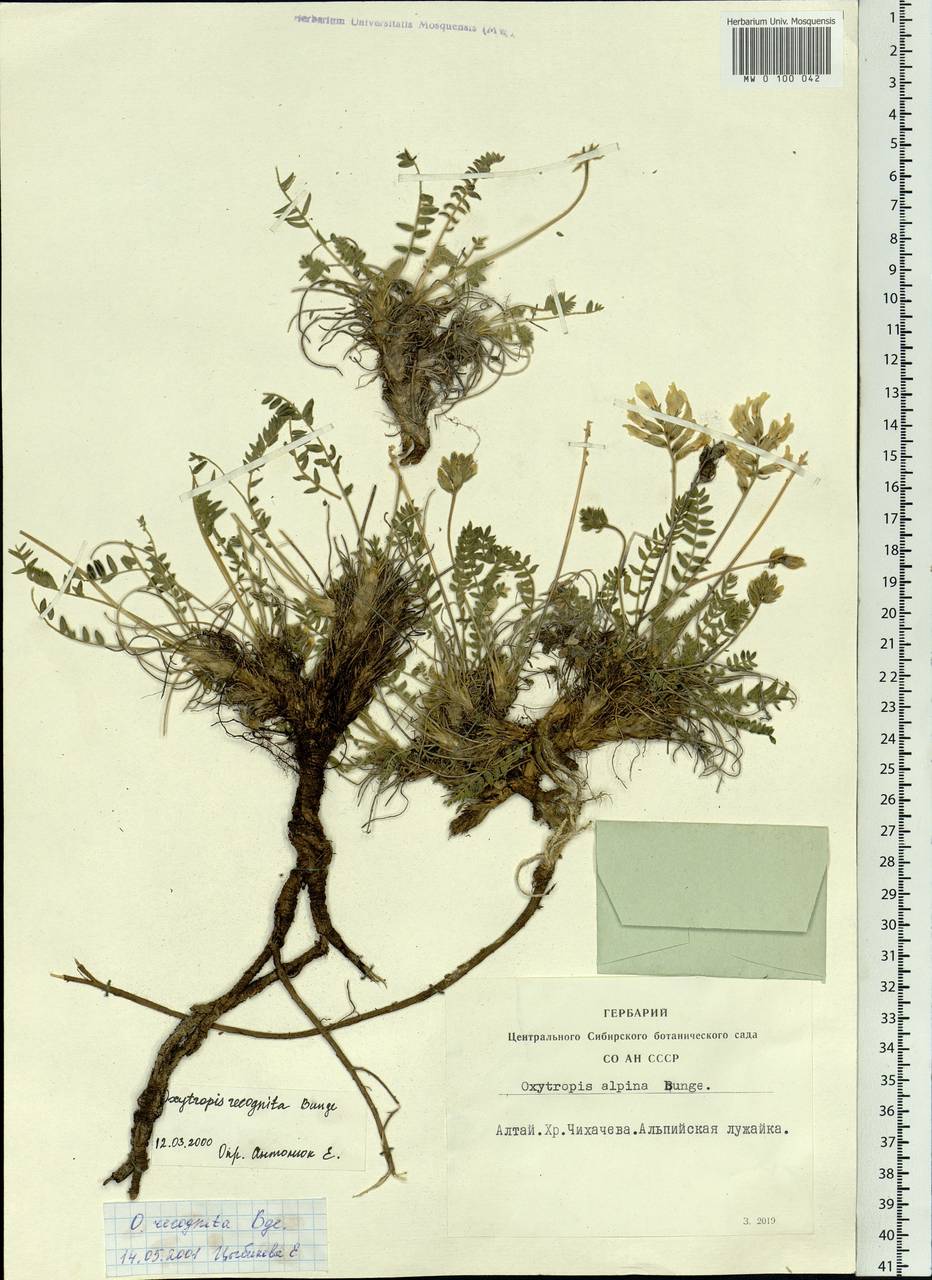 Oxytropis recognita Bunge, Siberia, Altai & Sayany Mountains (S2) (Russia)