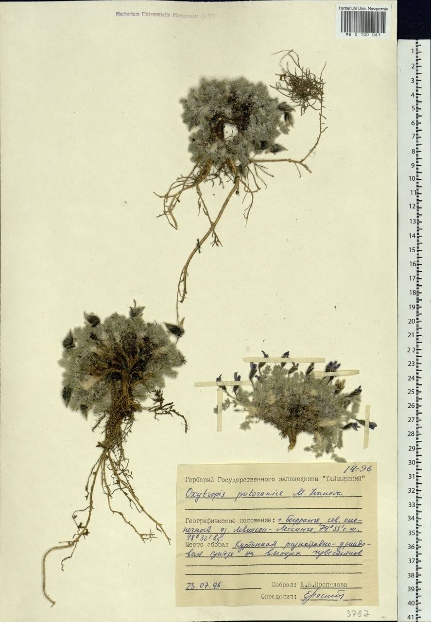 Oxytropis putoranica M.M.Ivanova, Siberia, Central Siberia (S3) (Russia)