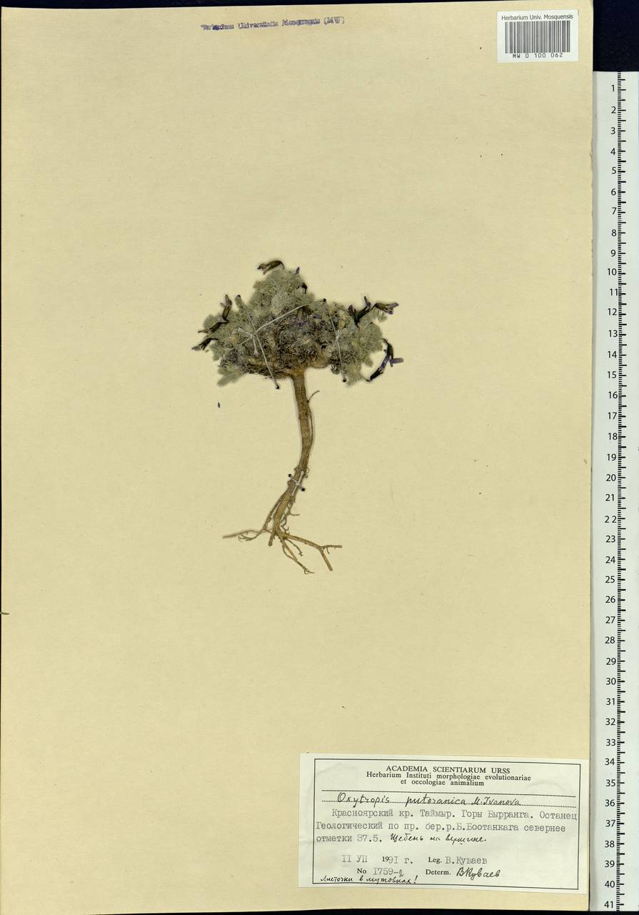 Oxytropis putoranica M.M.Ivanova, Siberia, Central Siberia (S3) (Russia)