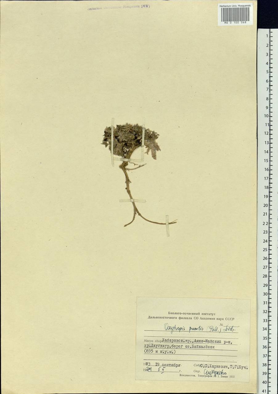 Oxytropis pumilio (Pall.) Ledeb., Siberia, Russian Far East (S6) (Russia)