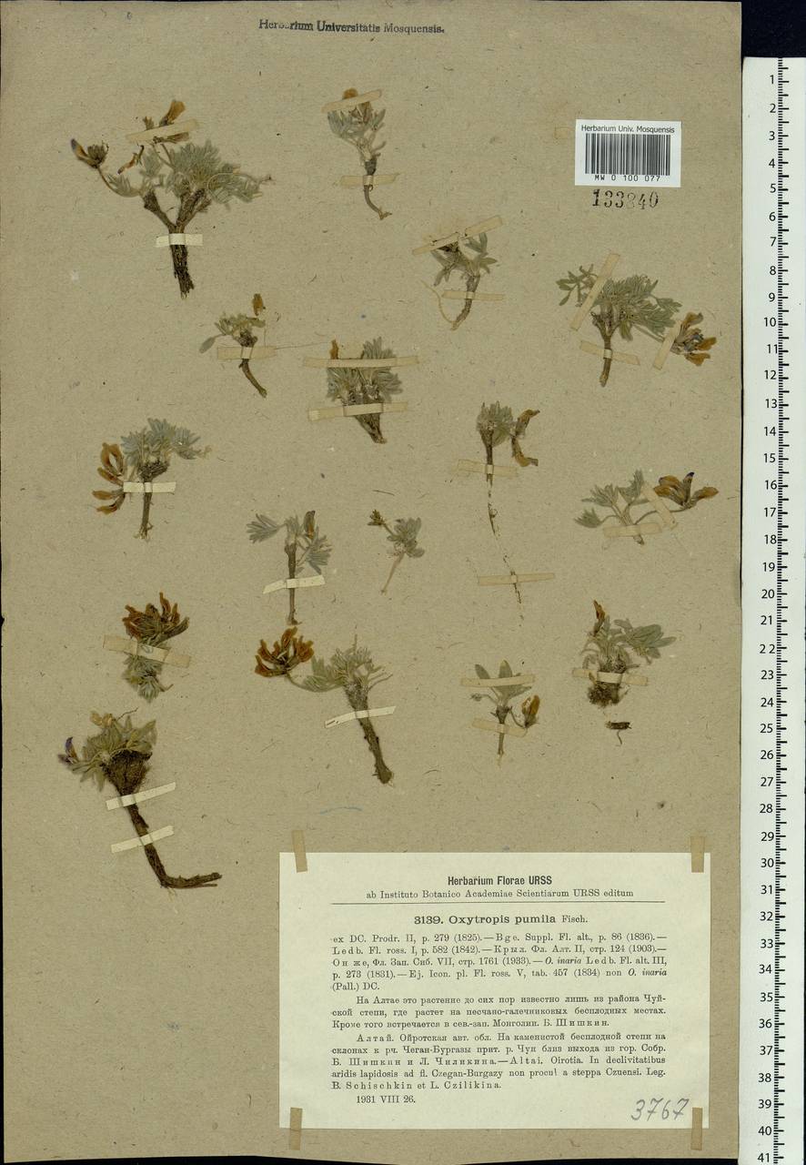 Oxytropis pumila Fisch. ex DC., Siberia, Altai & Sayany Mountains (S2) (Russia)