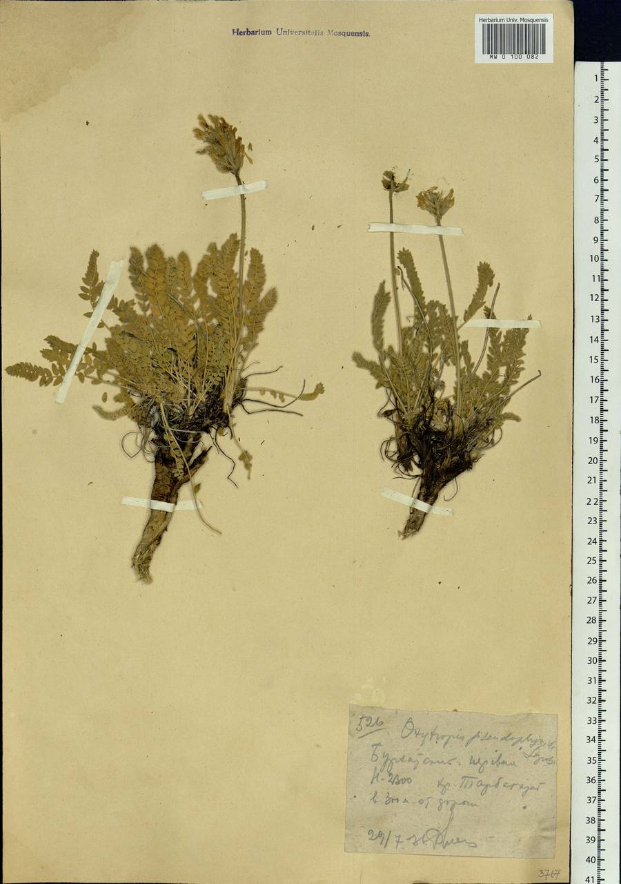 Oxytropis pseudofrigida Saposhn., Middle Asia, Dzungarian Alatau & Tarbagatai (M5) (Kazakhstan)