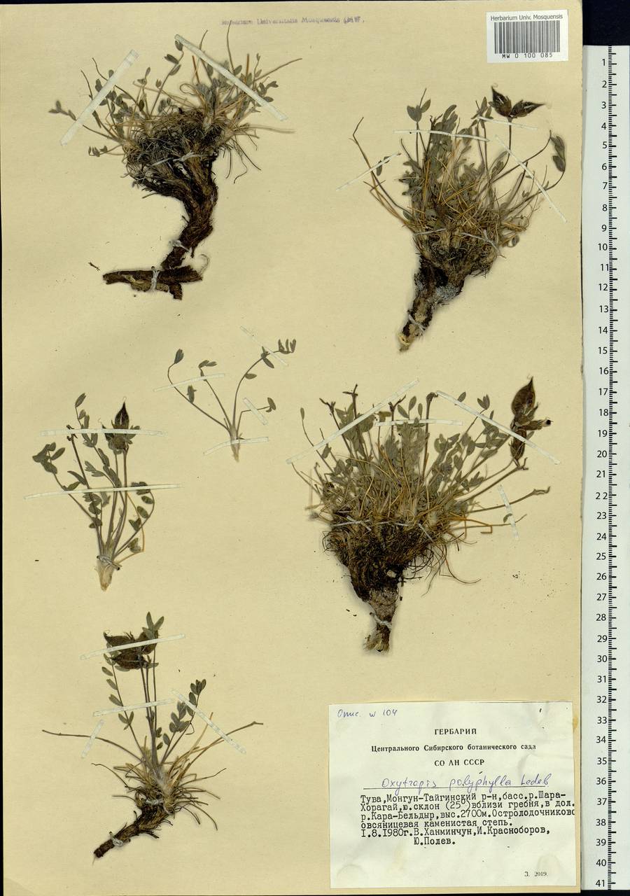 Oxytropis polyphylla Ledeb., Siberia, Altai & Sayany Mountains (S2) (Russia)