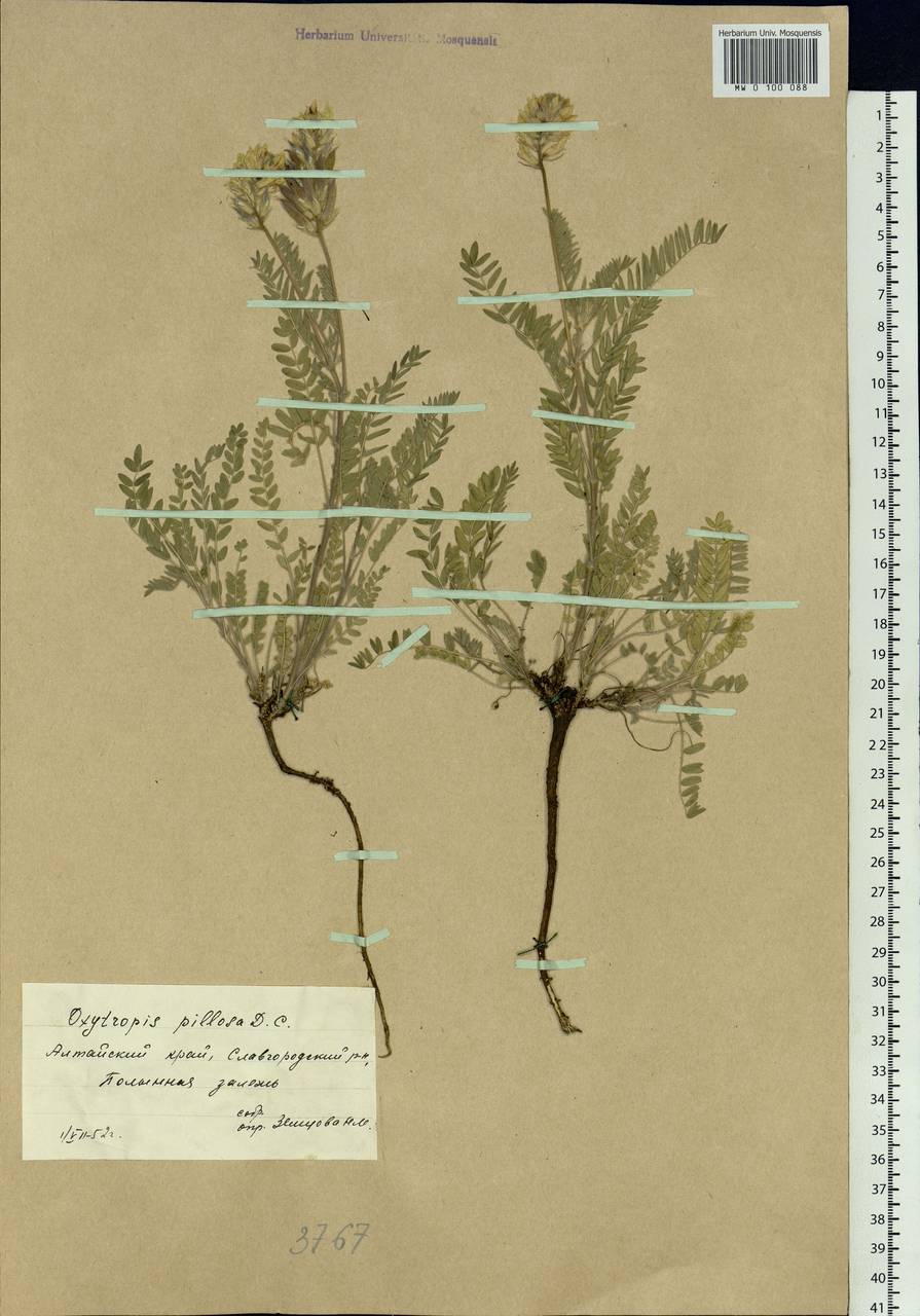 Oxytropis pilosa (L.) DC., Siberia, Altai & Sayany Mountains (S2) (Russia)