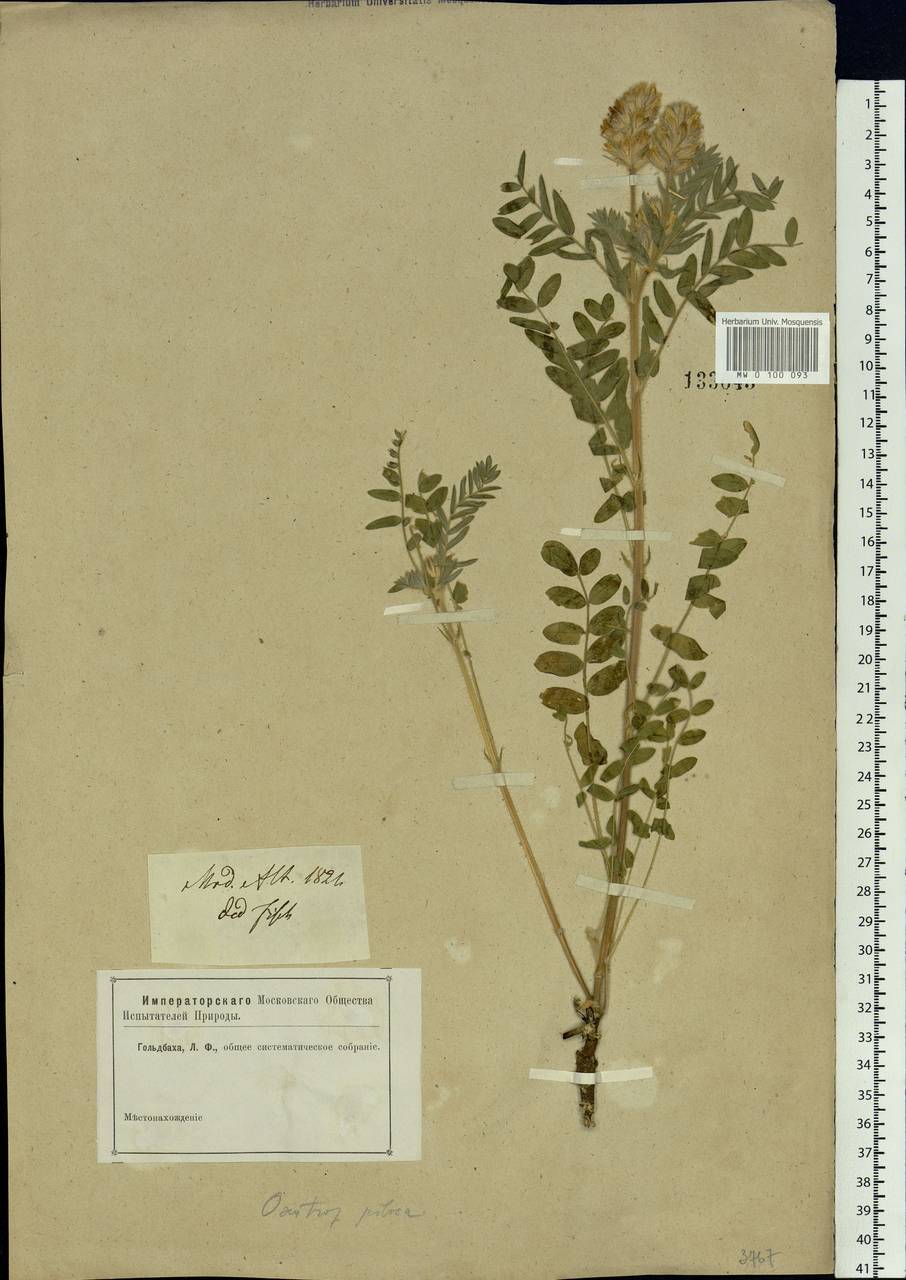 Oxytropis pilosa (L.) DC., Siberia, Altai & Sayany Mountains (S2) (Russia)