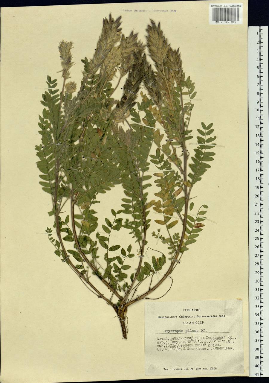 Oxytropis pilosa (L.)DC., Siberia, Altai & Sayany Mountains (S2) (Russia)