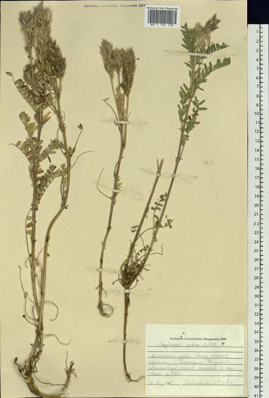 Oxytropis pilosa (L.)DC., Siberia, Altai & Sayany Mountains (S2) (Russia)
