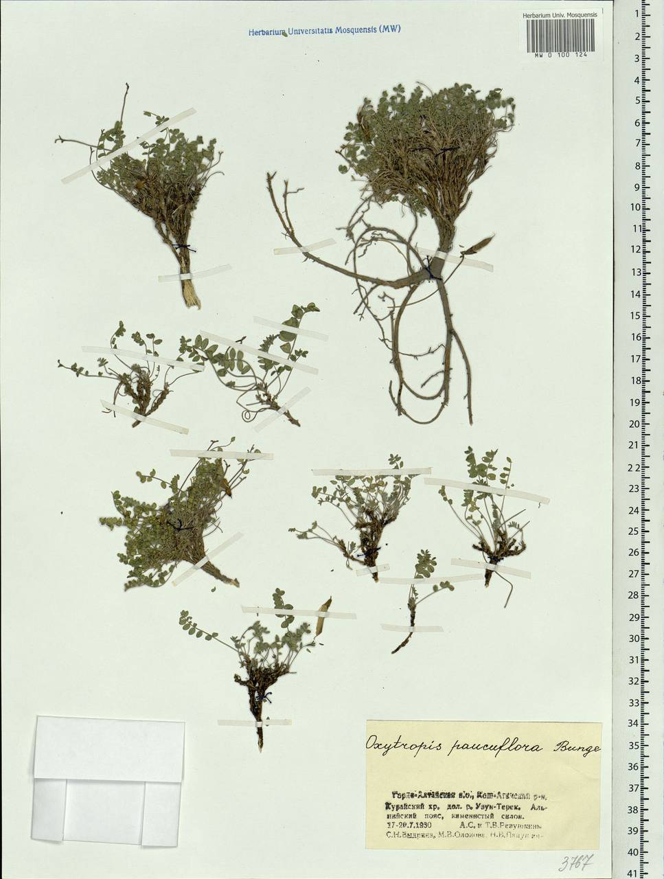 Oxytropis pauciflora Bunge, Siberia, Altai & Sayany Mountains (S2) (Russia)