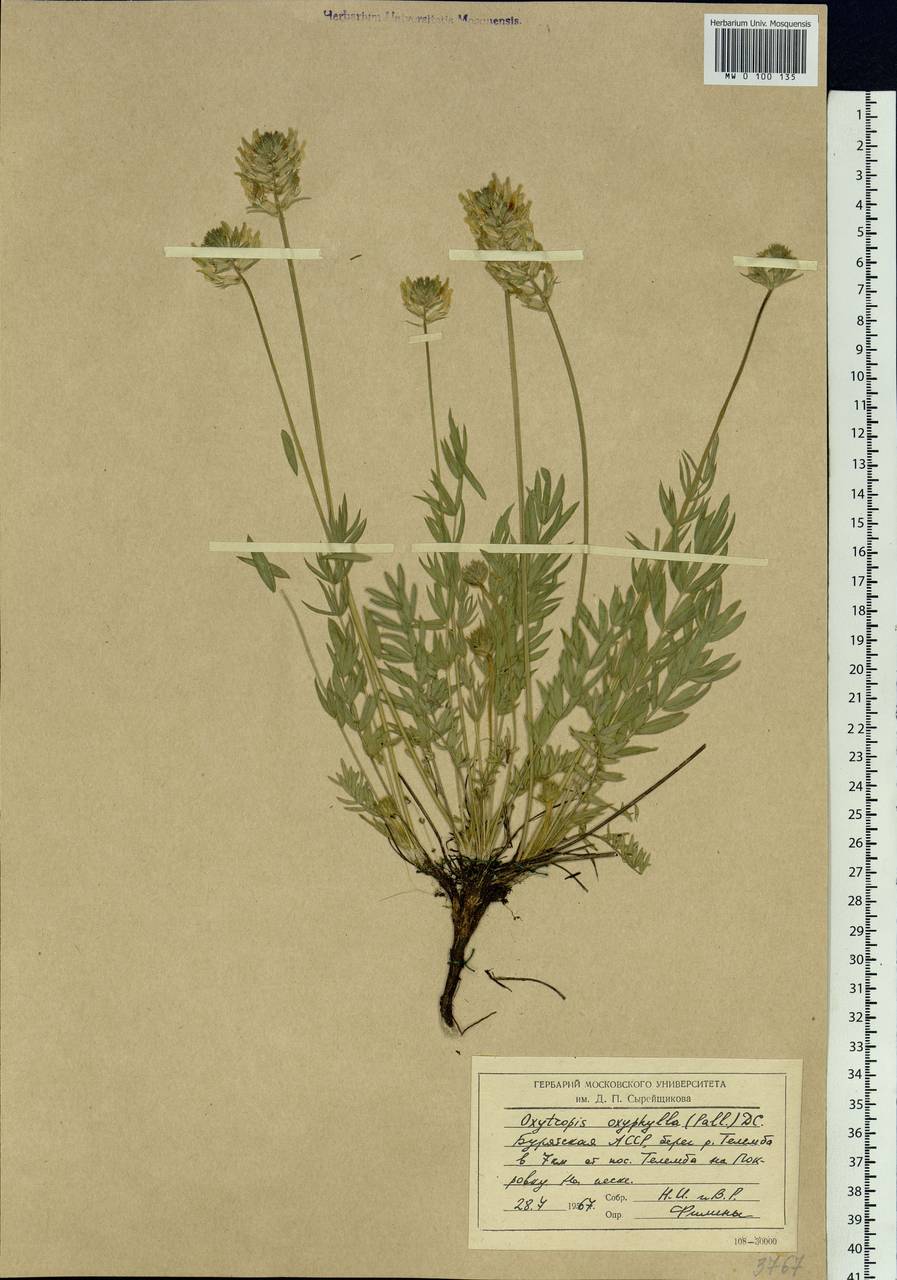 Oxytropis oxyphylla (Pall.) DC., Siberia, Baikal & Transbaikal region (S4) (Russia)