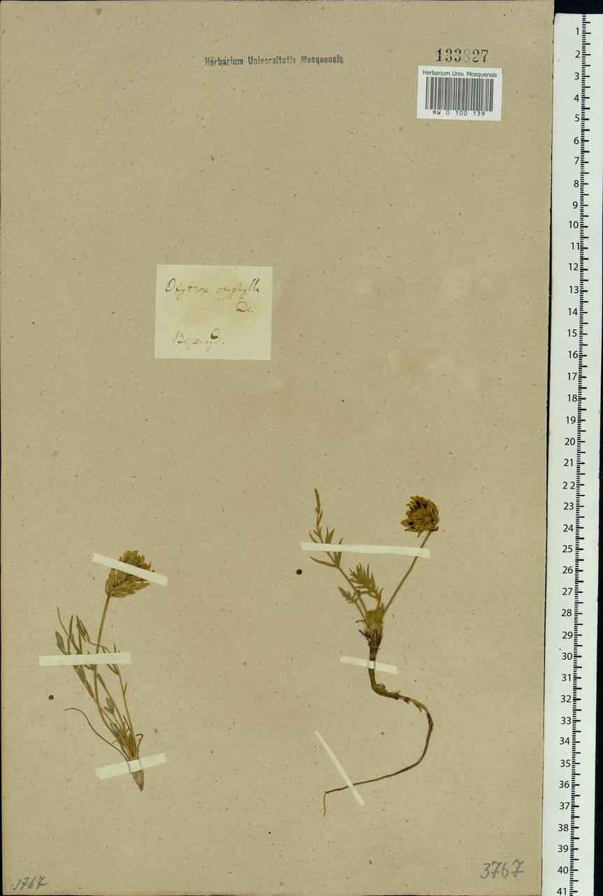 Oxytropis oxyphylla (Pall.)DC., Siberia, Baikal & Transbaikal region (S4) (Russia)