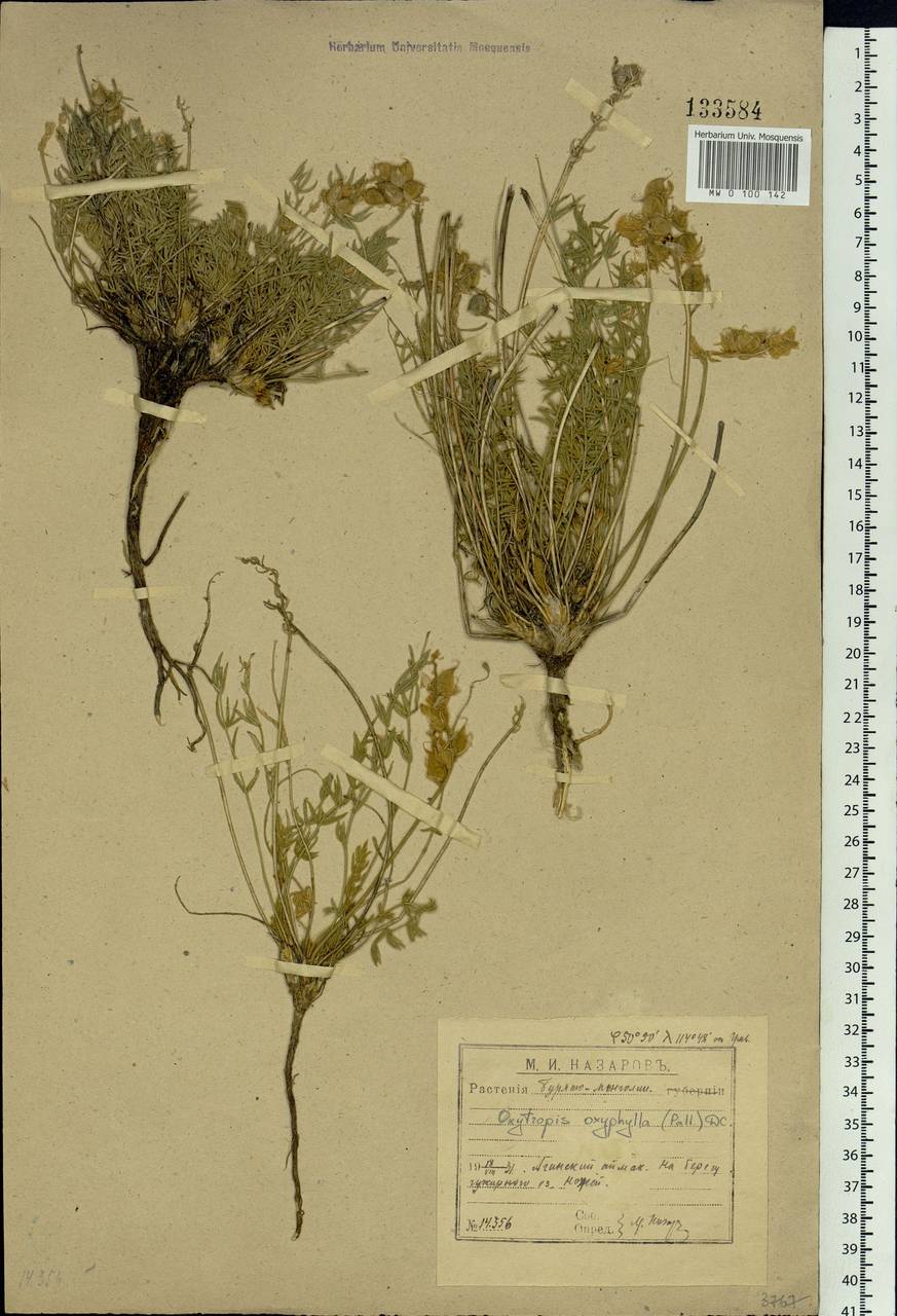 Oxytropis oxyphylla (Pall.)DC., Siberia, Baikal & Transbaikal region (S4) (Russia)