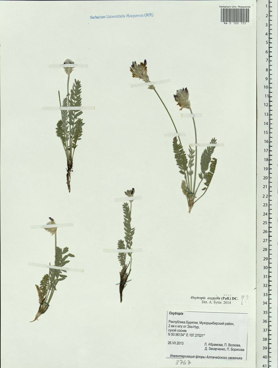 Oxytropis oxyphylla (Pall.)DC., Siberia, Baikal & Transbaikal region (S4) (Russia)