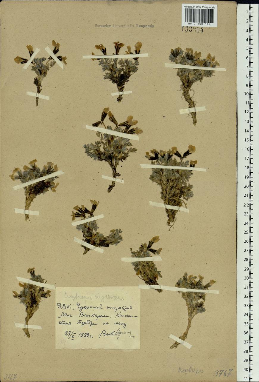 Oxytropis nigrescens (Pall.)DC., Siberia, Chukotka & Kamchatka (S7) (Russia)