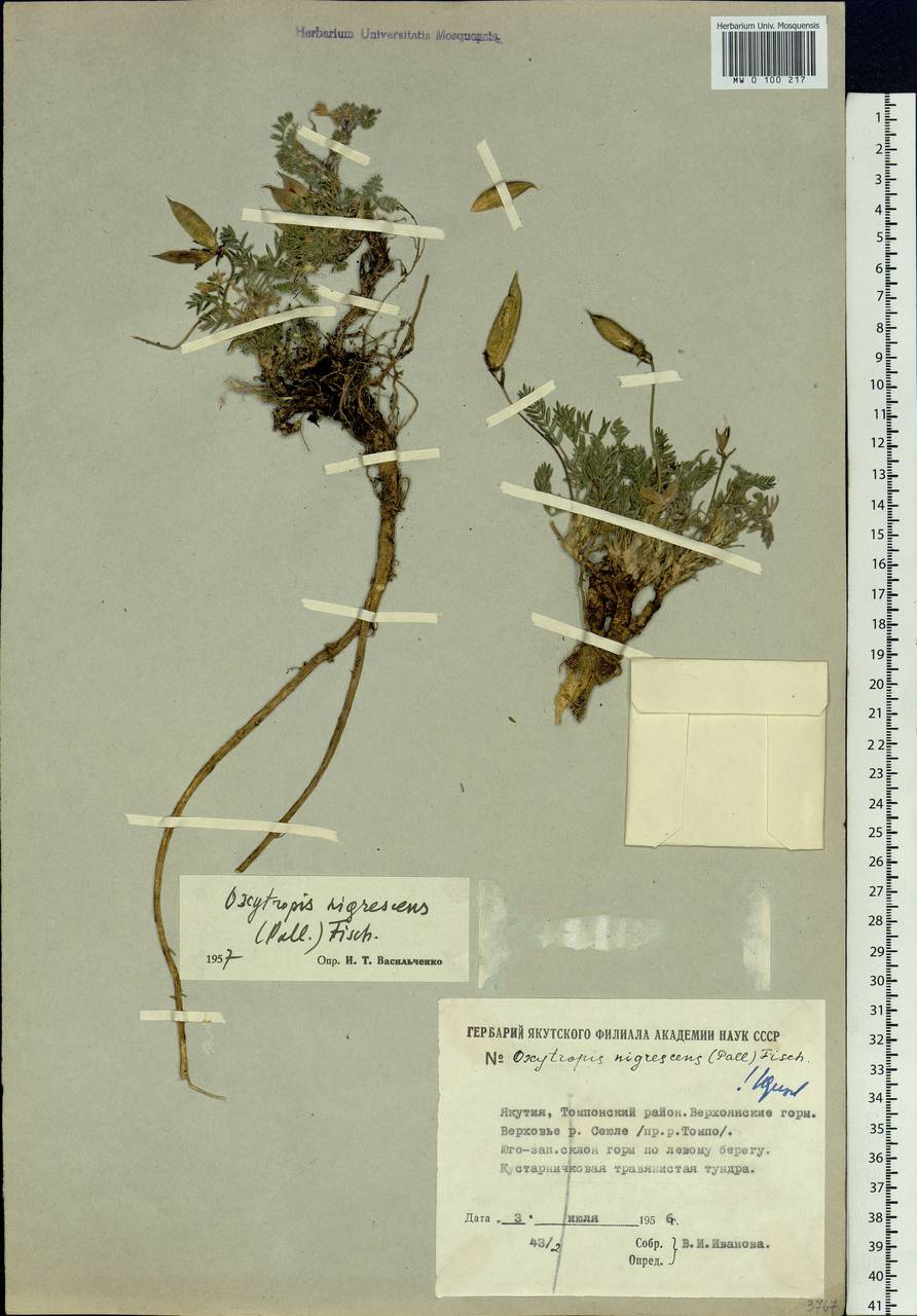 Oxytropis nigrescens (Pall.)DC., Siberia, Yakutia (S5) (Russia)