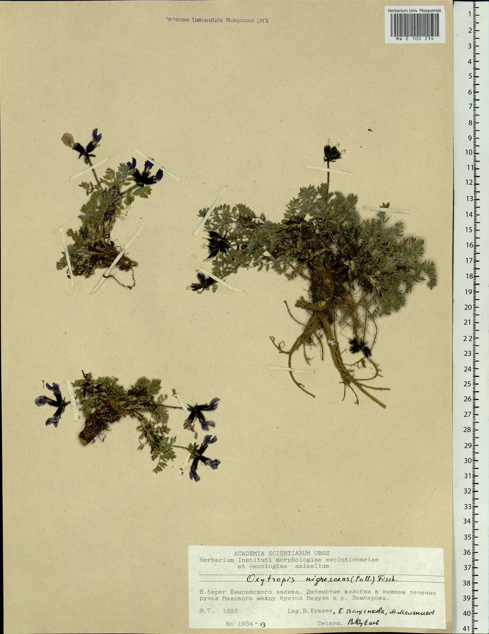 Oxytropis nigrescens (Pall.)DC., Siberia, Central Siberia (S3) (Russia)