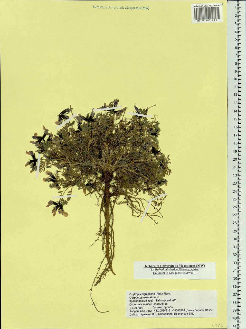 Oxytropis nigrescens (Pall.)DC., Siberia, Central Siberia (S3) (Russia)