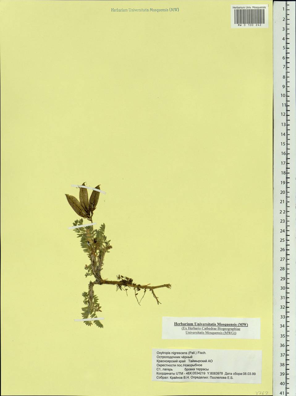 Oxytropis nigrescens (Pall.)DC., Siberia, Central Siberia (S3) (Russia)