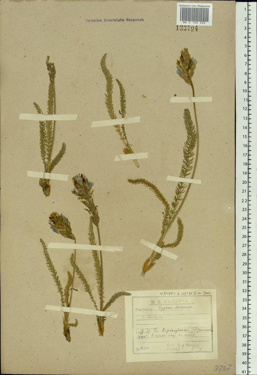Oxytropis myriophylla (Pall.)DC., Siberia, Baikal & Transbaikal region (S4) (Russia)