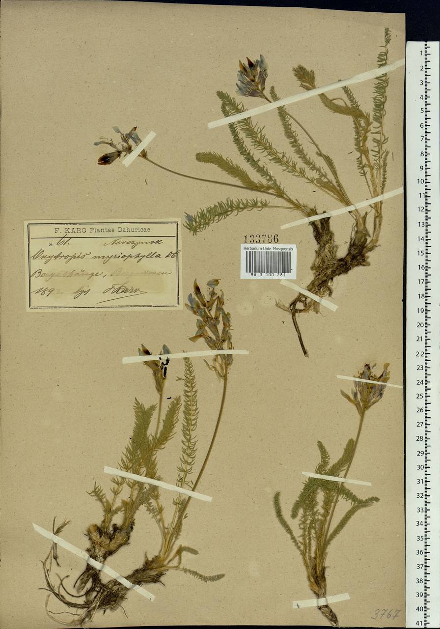 Oxytropis myriophylla (Pall.) DC., Siberia, Baikal & Transbaikal region (S4) (Russia)