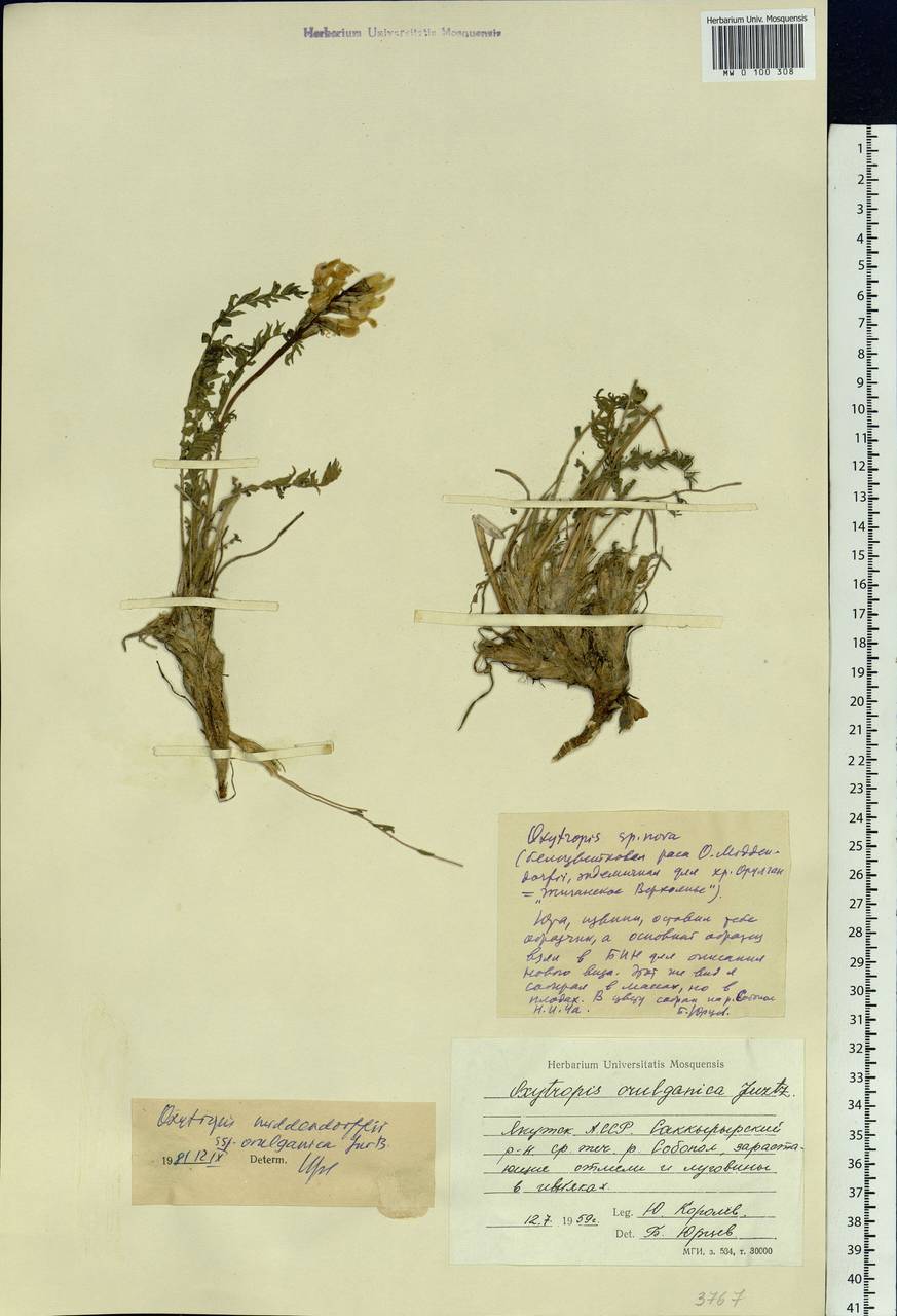 Oxytropis middendorffii Trautv., Siberia, Yakutia (S5) (Russia)