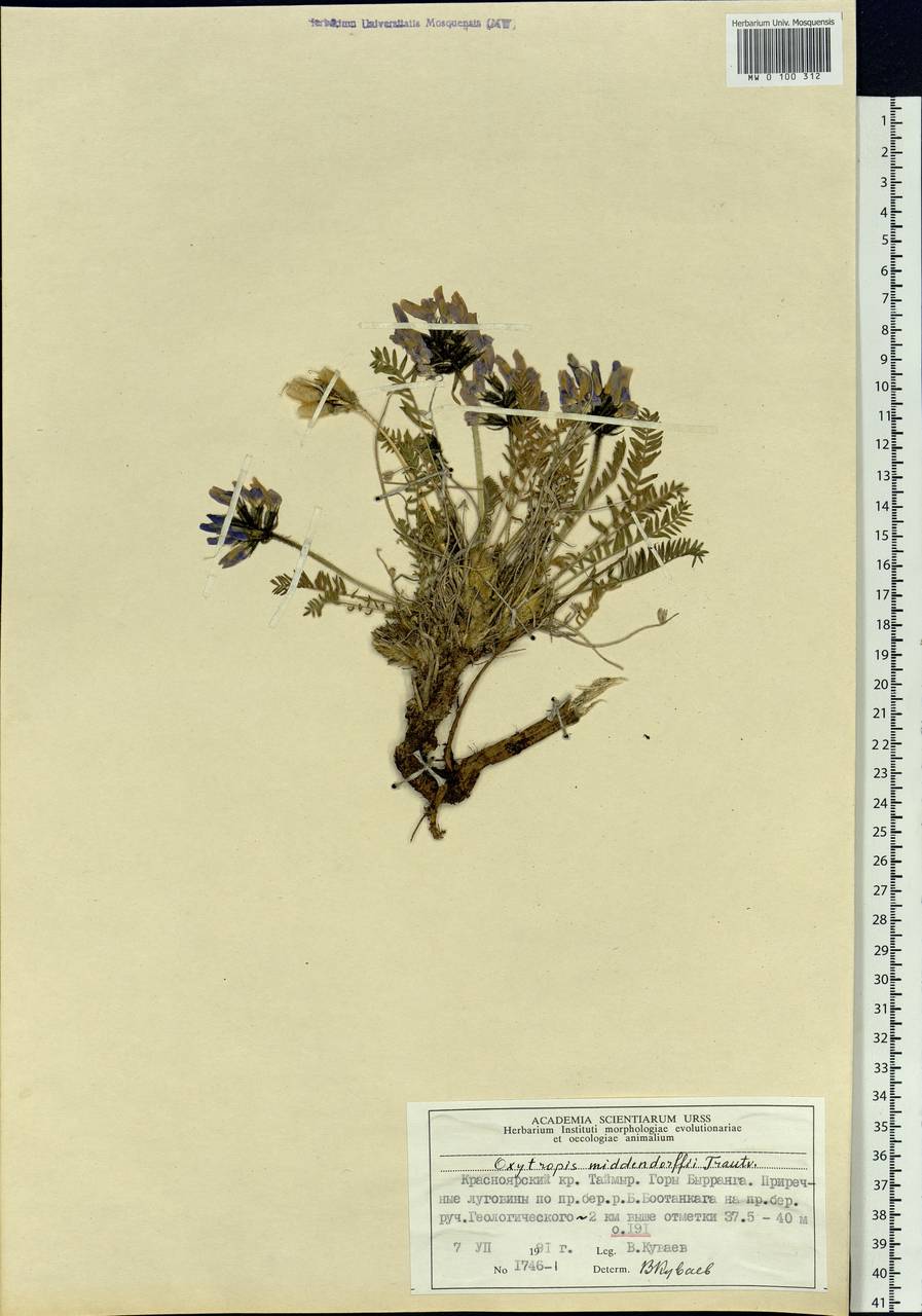 Oxytropis middendorffii Trautv., Siberia, Central Siberia (S3) (Russia)