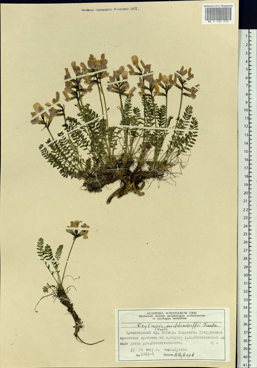 Oxytropis middendorffii Trautv., Siberia, Central Siberia (S3) (Russia)