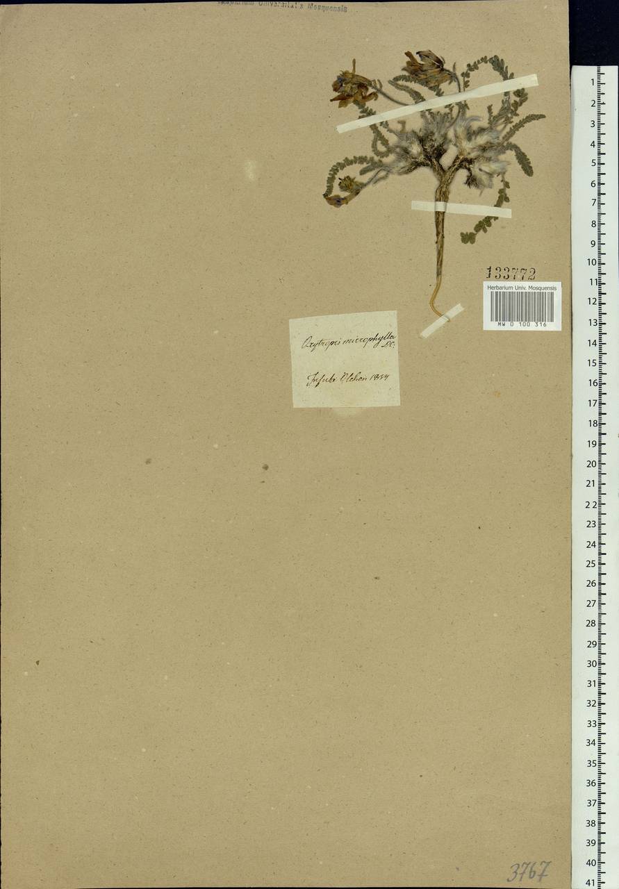 Oxytropis microphylla (Pall.)DC., Siberia, Baikal & Transbaikal region (S4) (Russia)