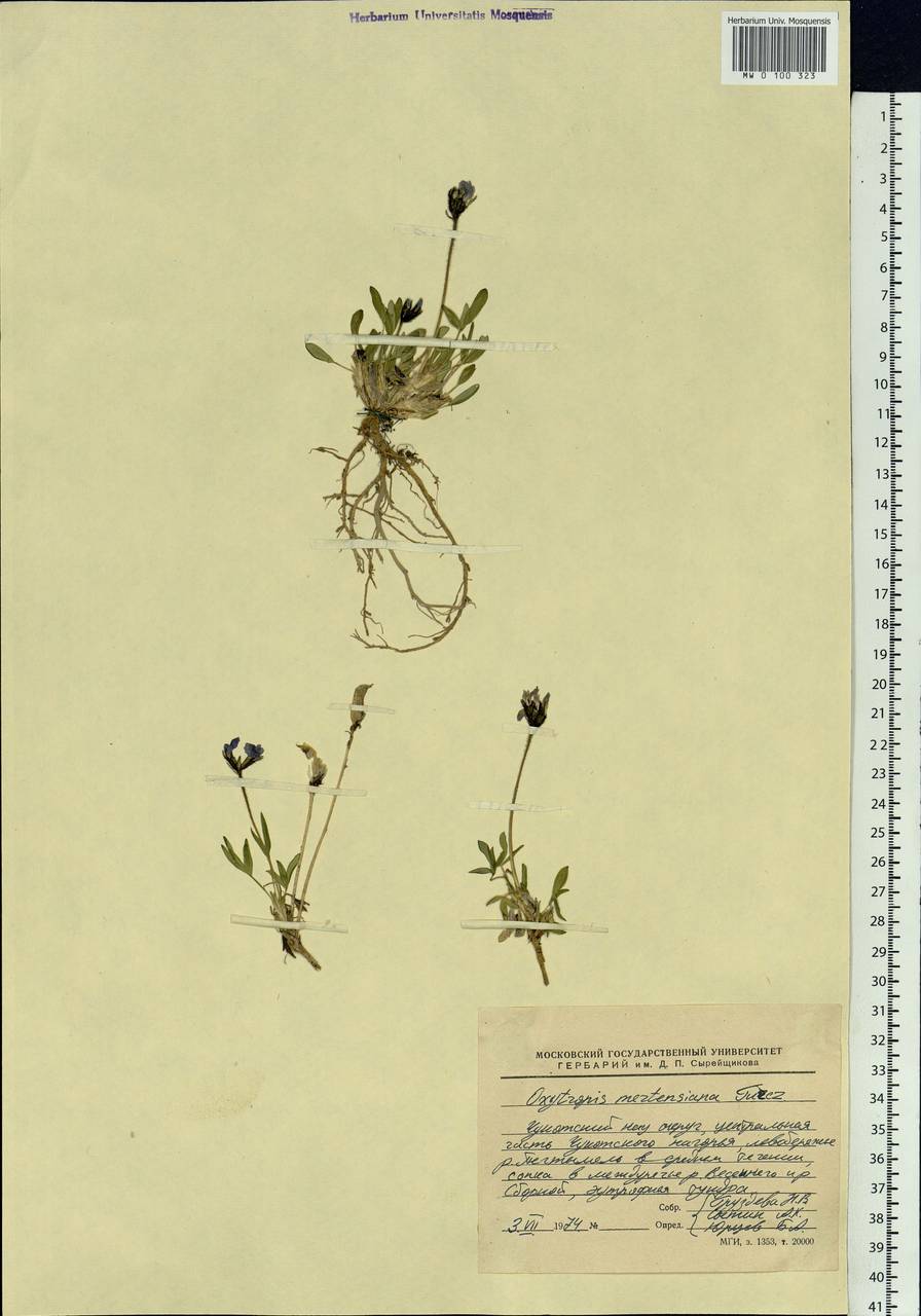 Oxytropis mertensiana Turcz., Siberia, Chukotka & Kamchatka (S7) (Russia)