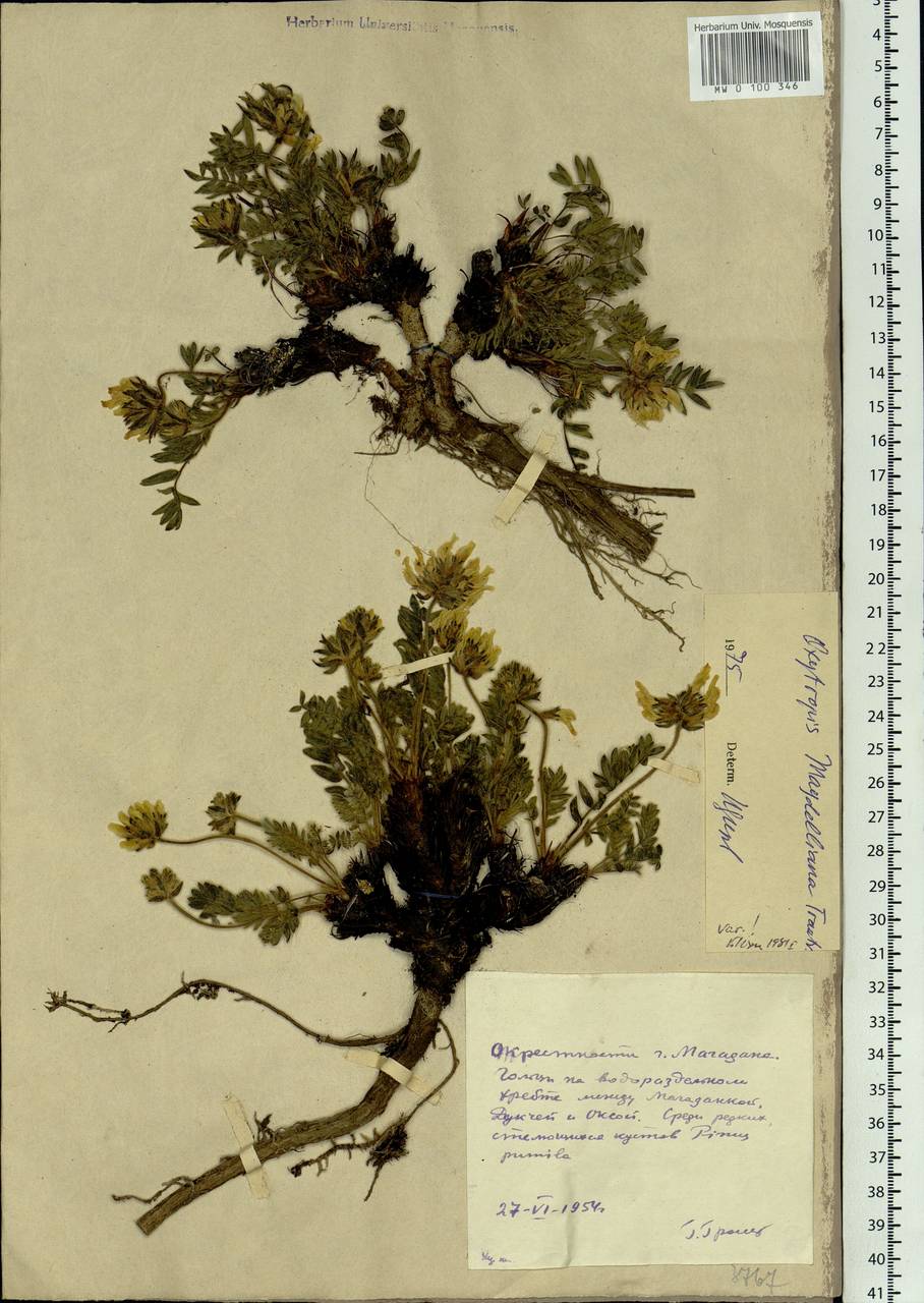 Oxytropis maydelliana Trautv., Siberia, Chukotka & Kamchatka (S7) (Russia)