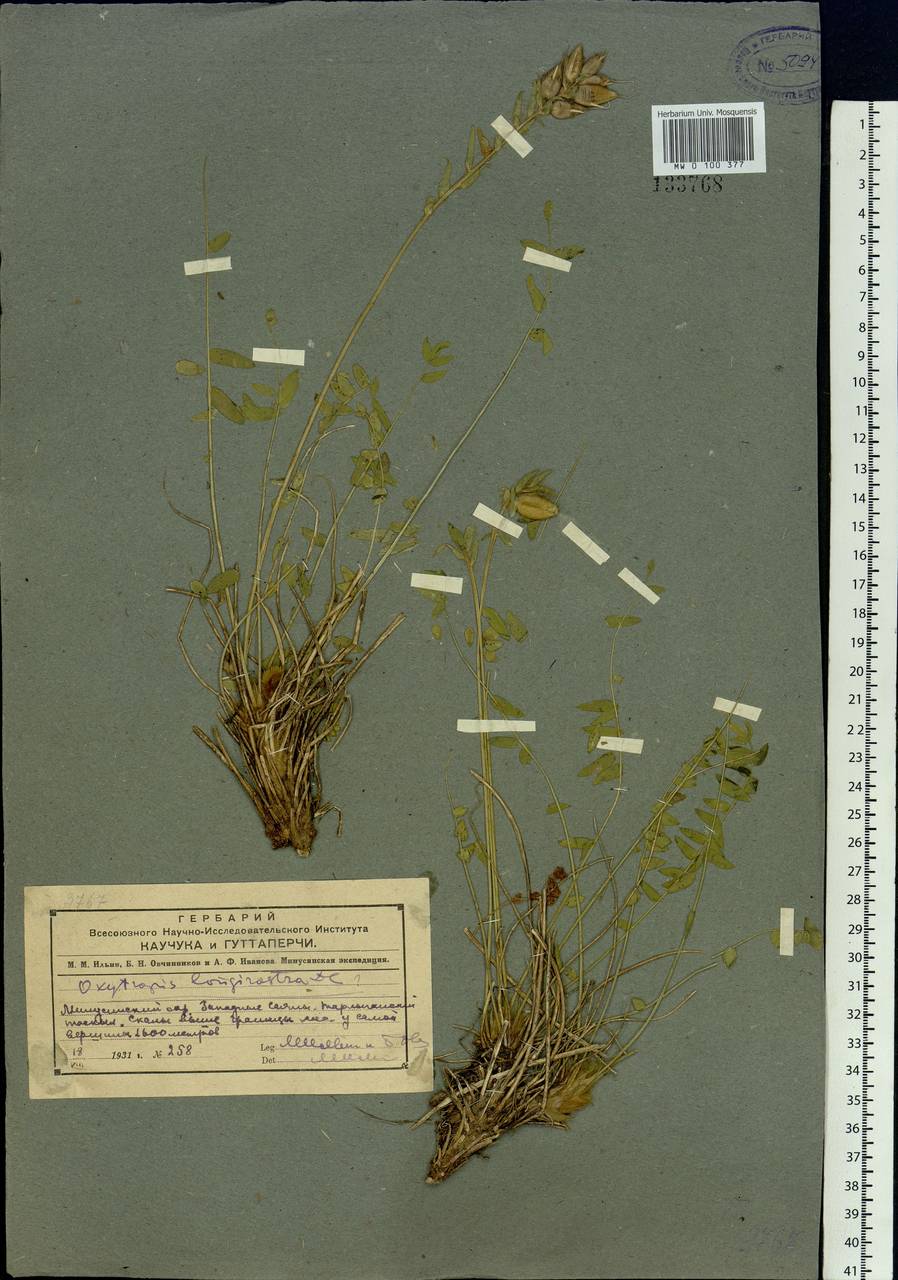 Oxytropis longirostra DC., Siberia, Altai & Sayany Mountains (S2) (Russia)