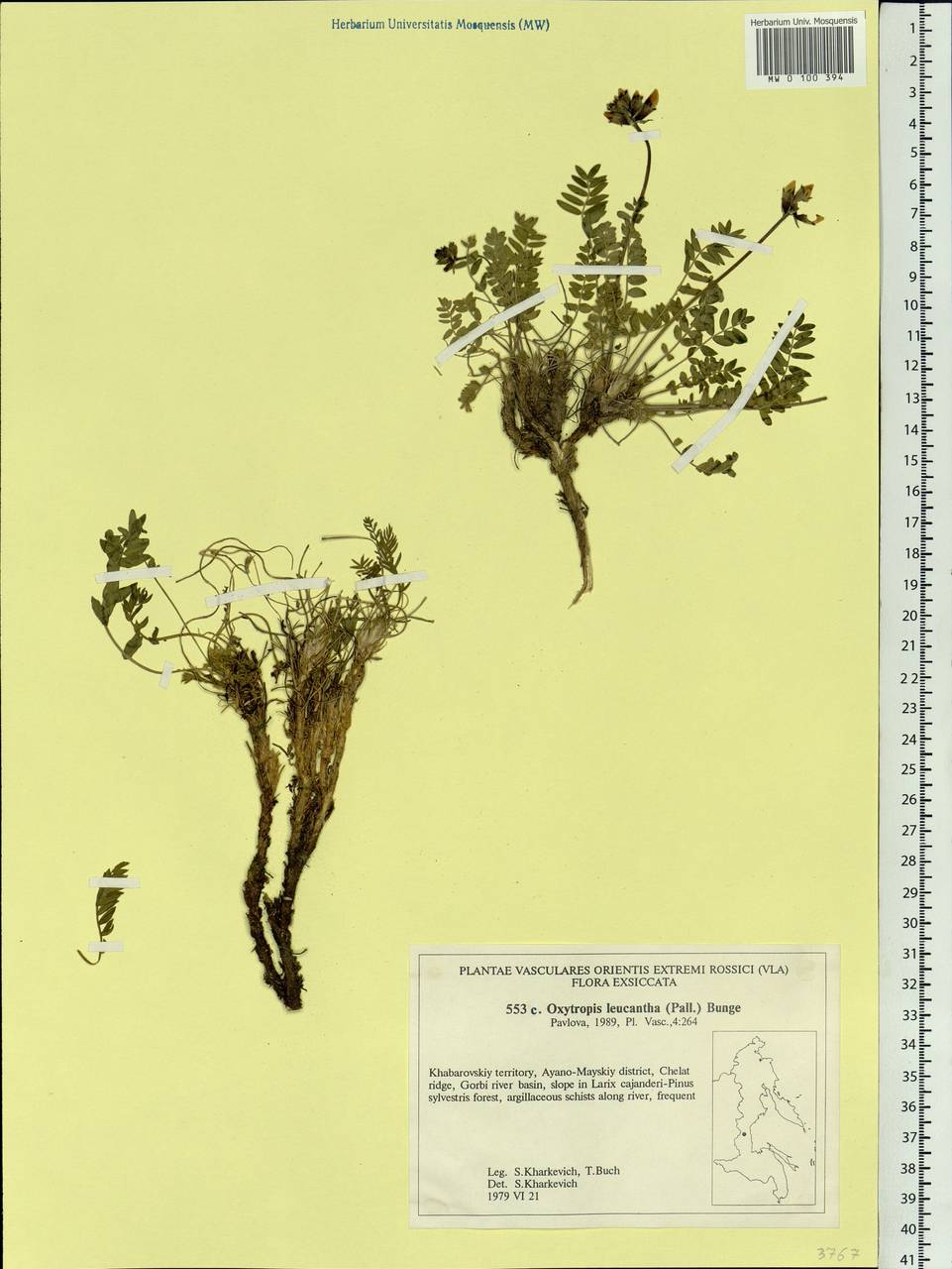 Oxytropis leucantha (Pall.) Pers., Siberia, Russian Far East (S6) (Russia)