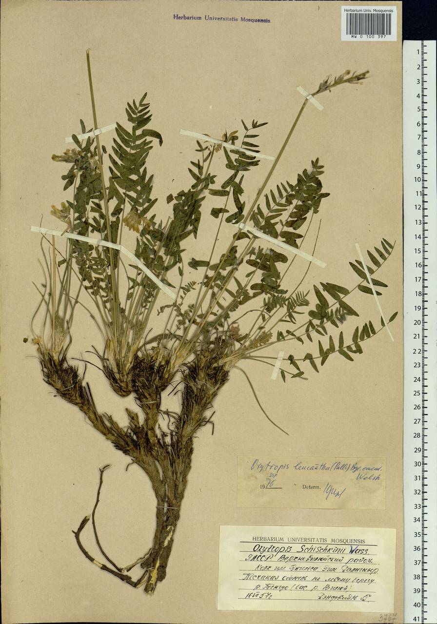 Oxytropis leucantha (Pall.)Bunge, Siberia, Yakutia (S5) (Russia)