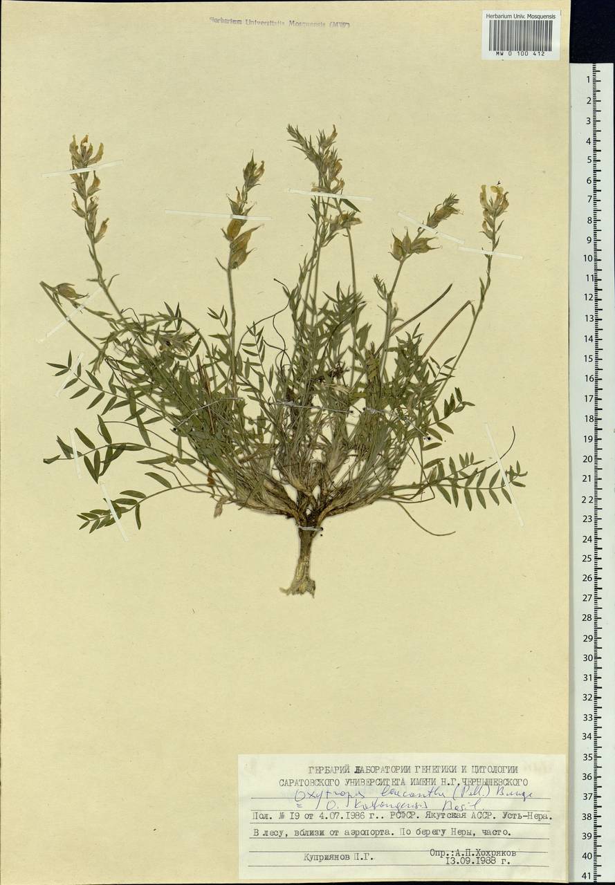 Oxytropis leucantha (Pall.)Bunge, Siberia, Yakutia (S5) (Russia)