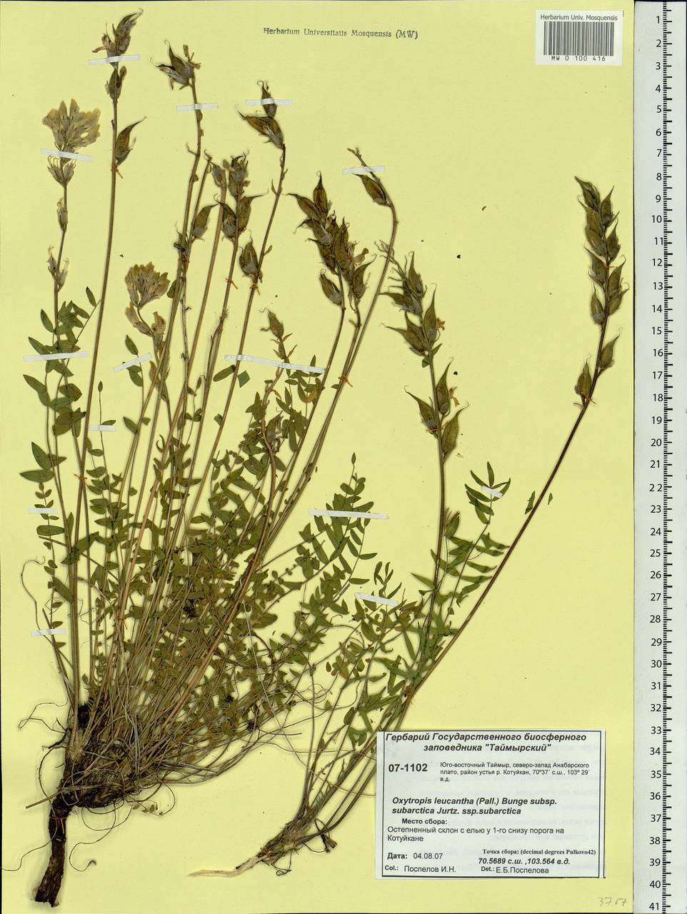 Oxytropis leucantha (Pall.) Pers., Siberia, Central Siberia (S3) (Russia)