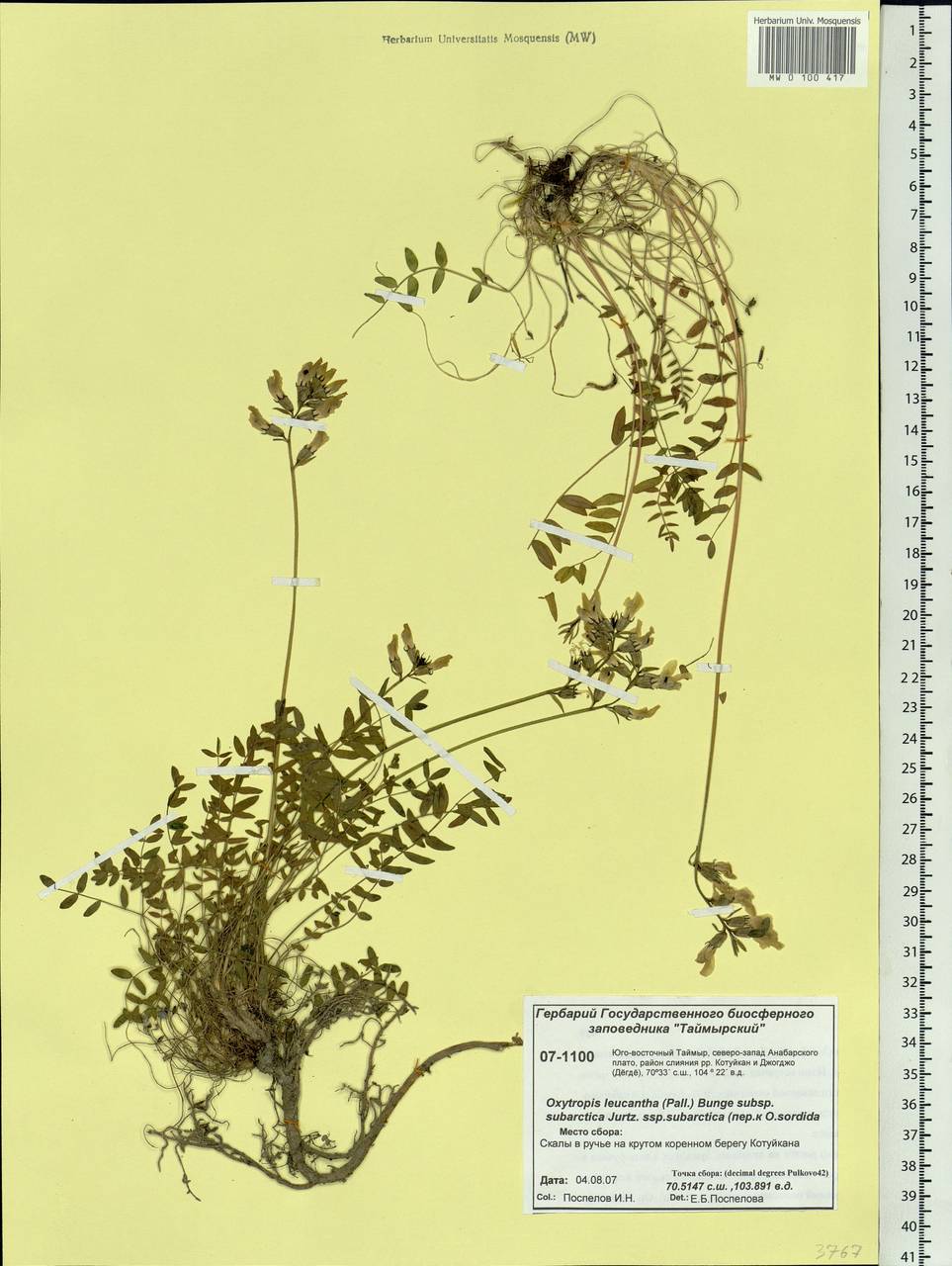 Oxytropis leucantha (Pall.) Pers., Siberia, Central Siberia (S3) (Russia)