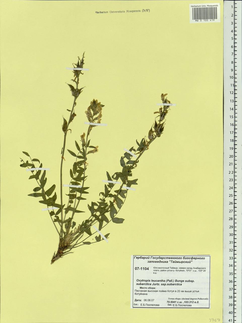 Oxytropis leucantha (Pall.) Pers., Siberia, Central Siberia (S3) (Russia)