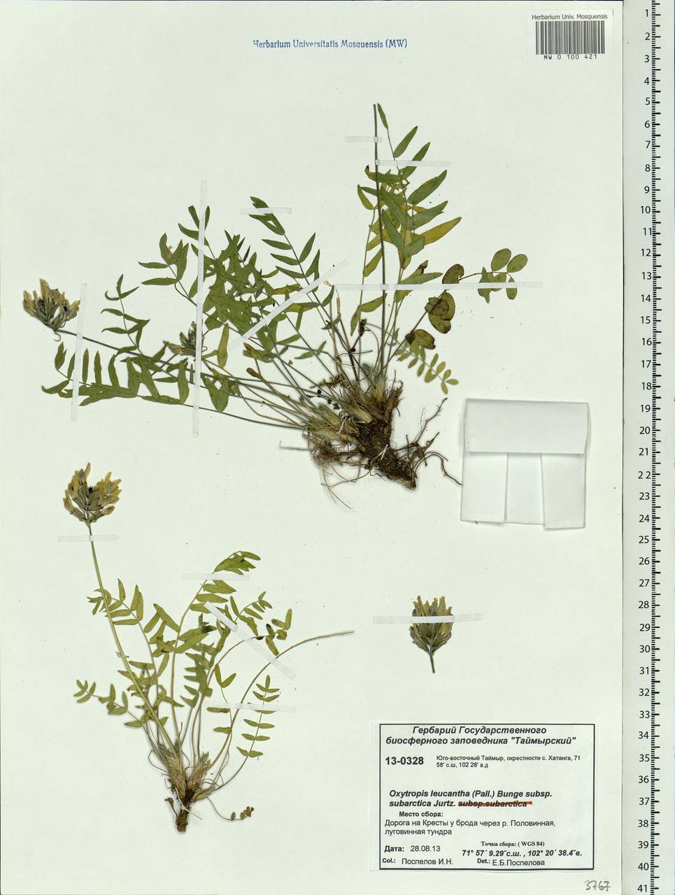 Oxytropis leucantha (Pall.) Pers., Siberia, Central Siberia (S3) (Russia)