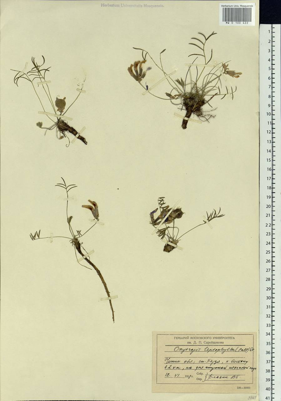 Oxytropis leptophylla (Pall.)DC., Siberia, Baikal & Transbaikal region (S4) (Russia)