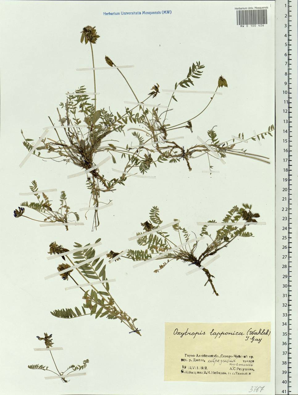 Oxytropis lapponica (Wahlenb.) J.Gay, Siberia, Altai & Sayany Mountains (S2) (Russia)