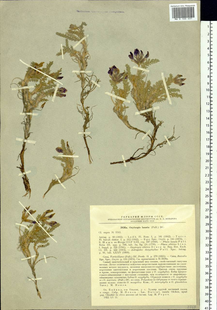 Oxytropis lanata (Pall.) DC., Siberia, Baikal & Transbaikal region (S4) (Russia)