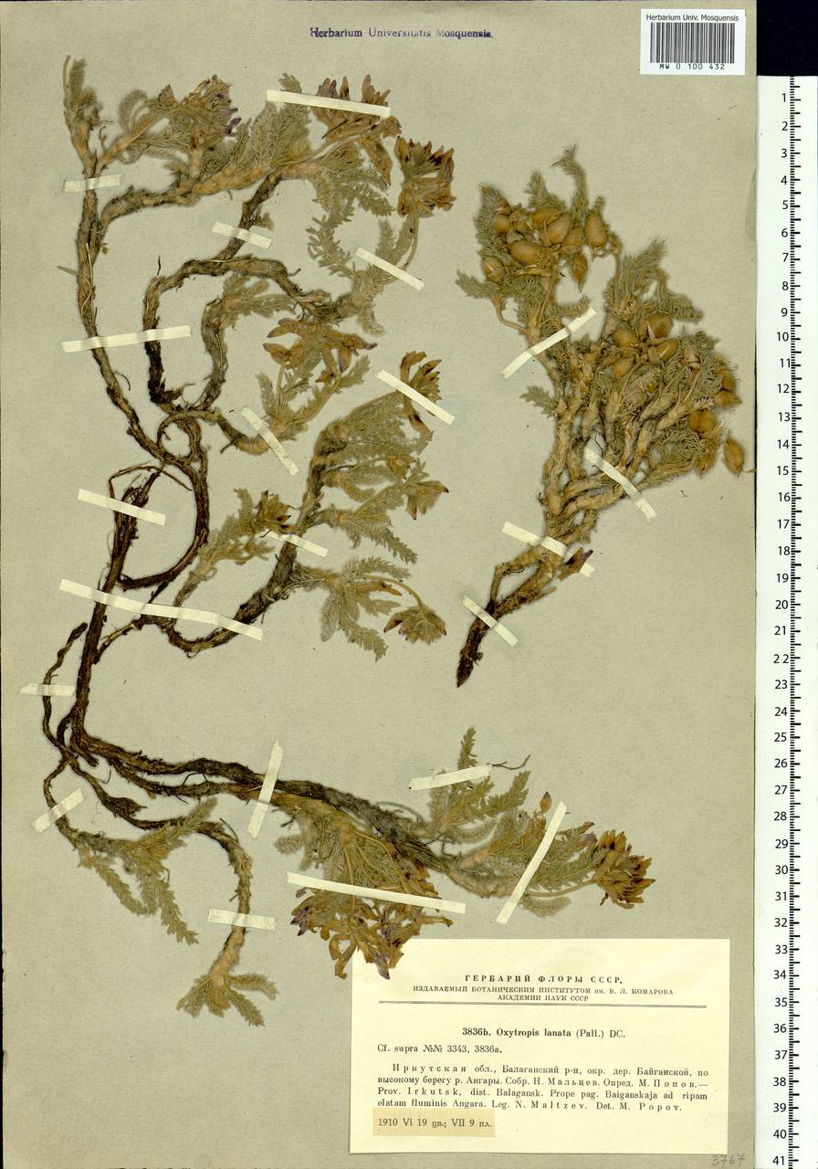 Oxytropis lanata (Pall.)DC., Siberia, Baikal & Transbaikal region (S4) (Russia)